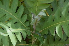 Bocconia frutescens
