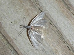 Pleurota albastrigulella