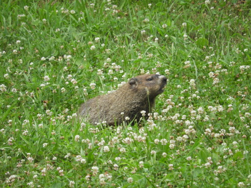 Groundhog photographed in Delaware