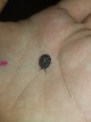 Armadillidium vulgare