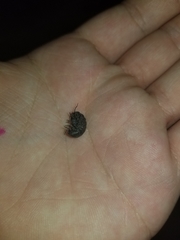 Armadillidium vulgare