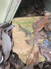 Cnemidophorus cryptus