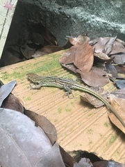 Cnemidophorus cryptus
