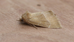 Plagiomimicus spumosum