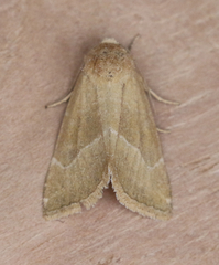 Plagiomimicus spumosum