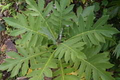 Bocconia frutescens