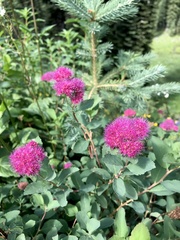 Spiraea splendens