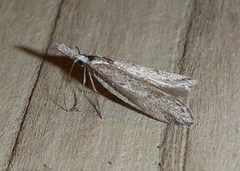 Pleurota albastrigulella
