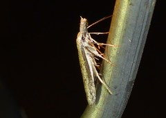 Pleurota albastrigulella