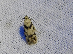 Pseudotelphusa palliderosacella