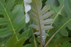 Bocconia frutescens