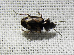 Tetragonoderus fasciatus