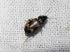 Tetragonoderus fasciatus
