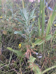 Cirsium arvense vestitum