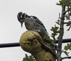 Dryobates nuttallii