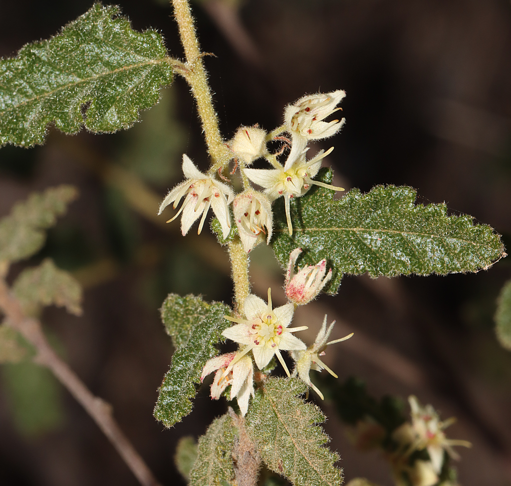 Commersonia borealis