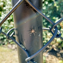 Araneus diadematus