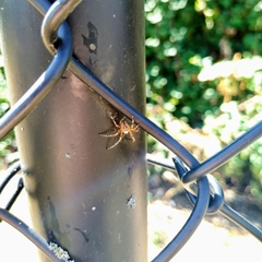 Araneus diadematus