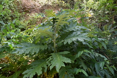 Bocconia frutescens