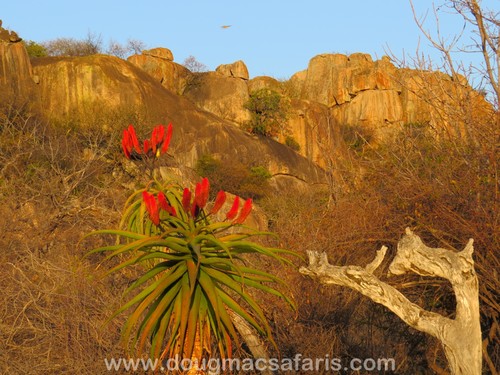 Aloe excelsa image