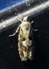 Zeiraphera improbana