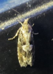 Zeiraphera improbana