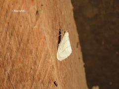 Leuculodes lacteolaria