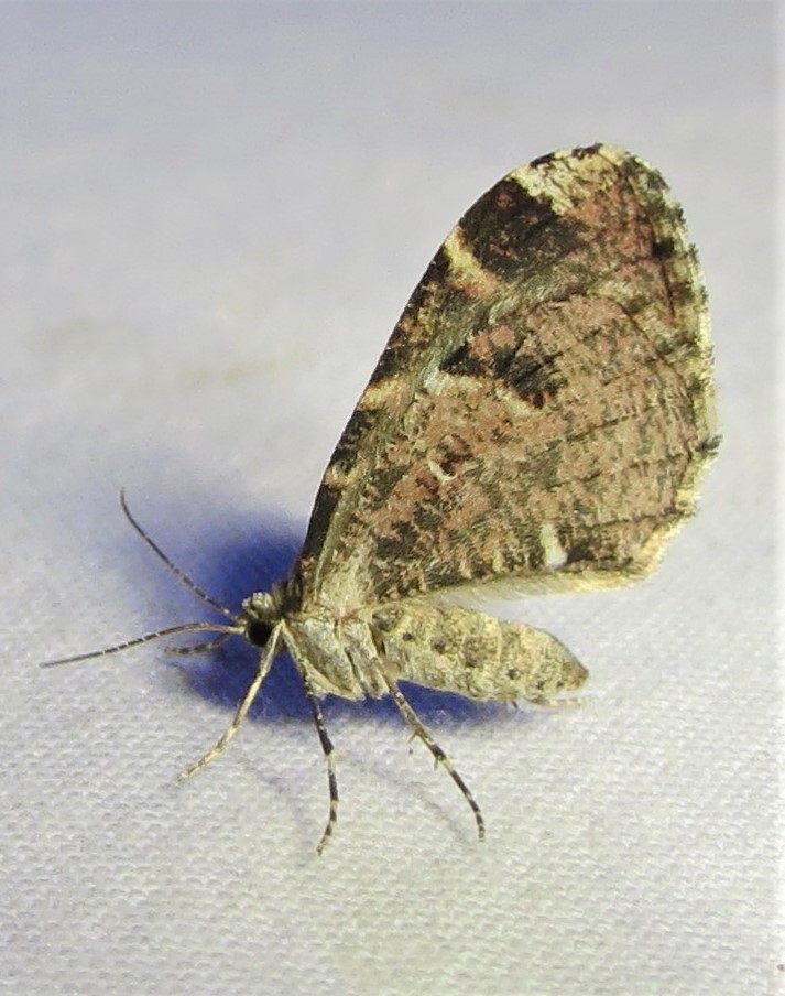 Stamnodes blackmorei