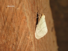 Leuculodes lacteolaria