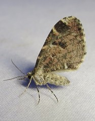 Stamnodes blackmorei