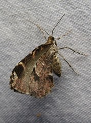 Stamnodes blackmorei