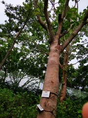 Ficus virens sublanceolata