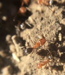 Dorymyrmex bicolor