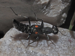 Stenus longipes