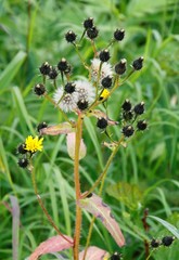 Picris japonica kamtschatica