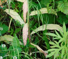 Picris japonica kamtschatica