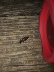 Deilelater physoderus