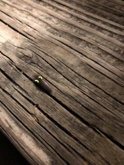 Deilelater physoderus