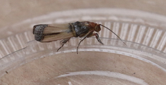 Dasypyga alternosquamella