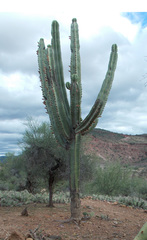 Neoraimondia herzogiana