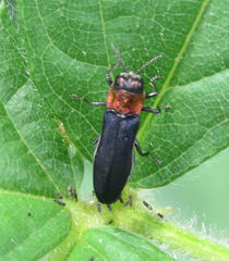 Agrilus ruficollis