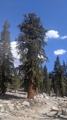 Pinus balfouriana austrina