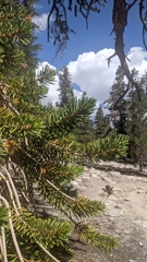 Pinus balfouriana austrina