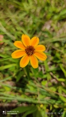 Zinnia haageana