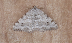 Digrammia denticulata