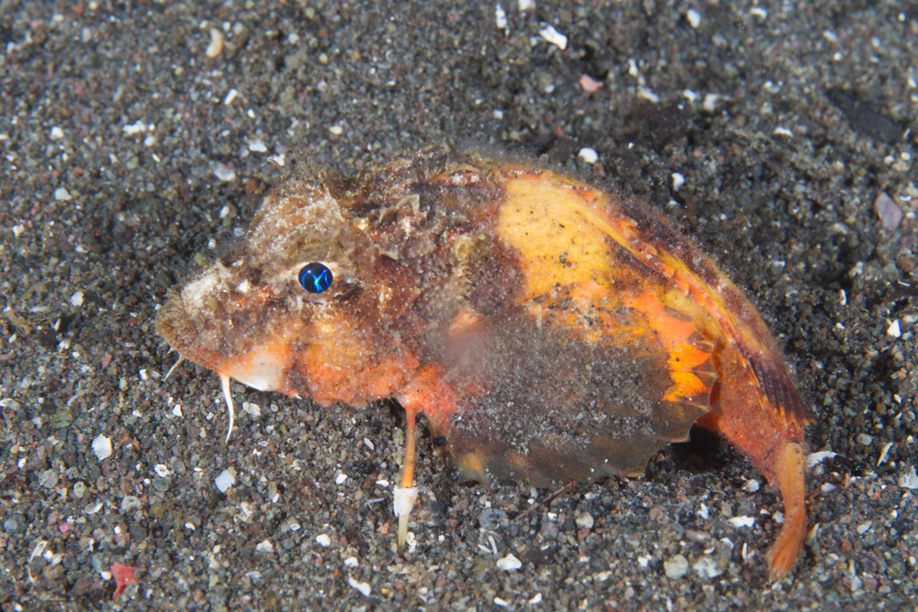 Beschilderde stekelpoon (Minous pictus) — Synanceiidae