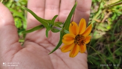 Zinnia haageana
