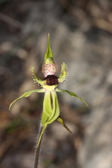 Caladenia crebra