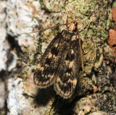 Martyringa latipennis