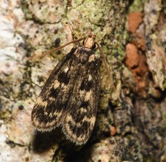 Martyringa latipennis